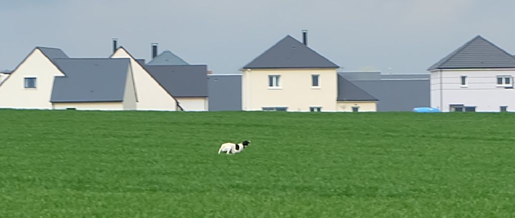 de la lande de mestry - Noumba premier printemps