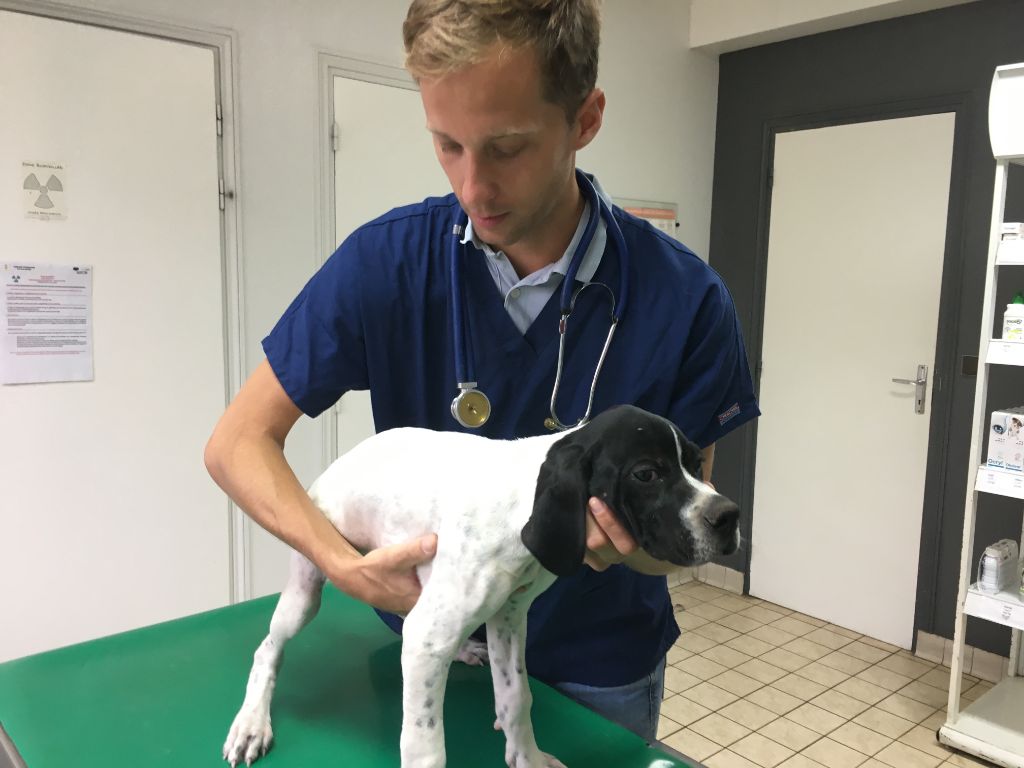 de la lande de mestry - VISITE VETERINAIRE 2