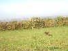  - Journée de chasse en plaine de Caen