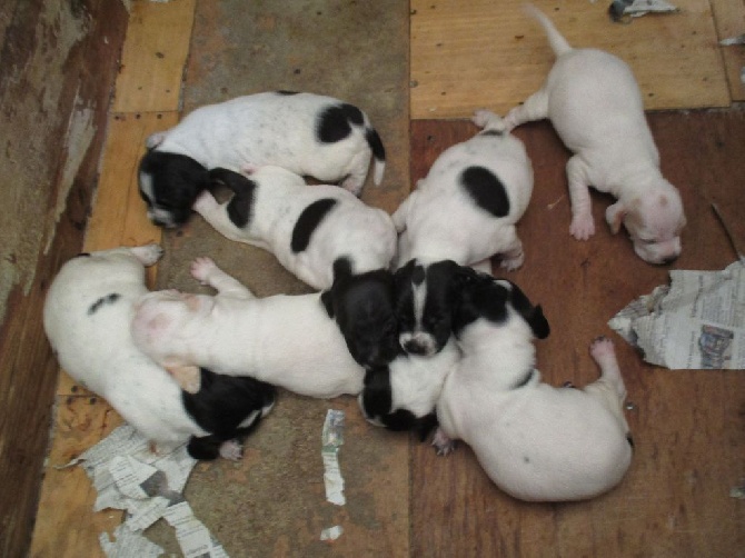 de la lande de mestry - CHIOTS A VENDRE