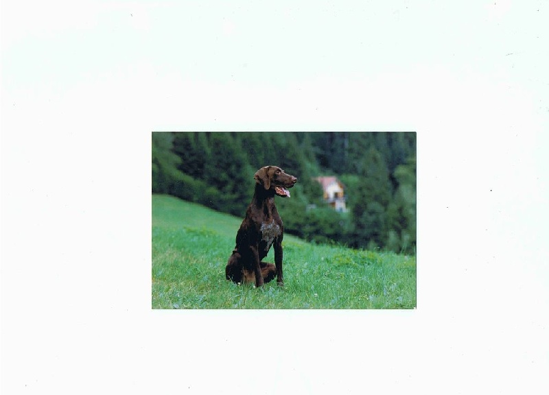 TR. CH. Ismene des fosses blancs