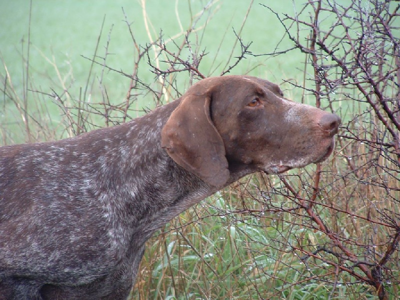 TR. CH. Praline de la lande de mestry