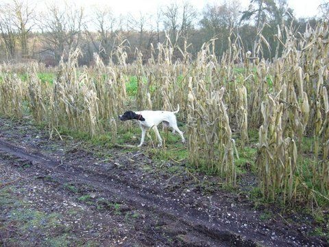 CHASSE